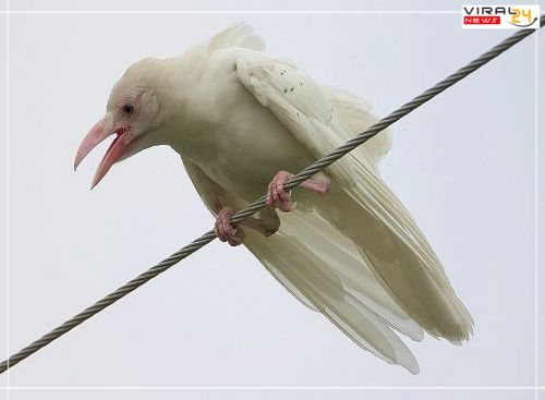 दिखा सफेद कौवा, अमृत पीने पर ऋषि के श्राप की वजह से हुआ था सफेद से काला..-image-62a32fb3eeb02