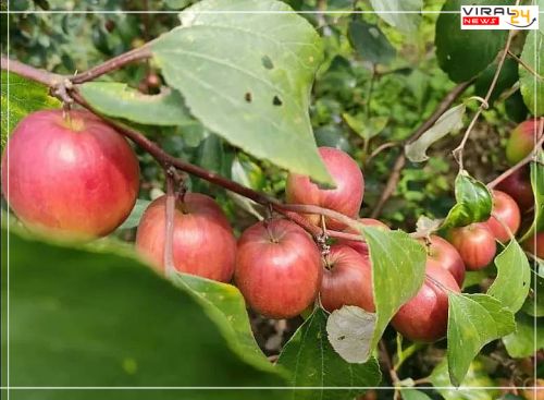 गांव के इस युवक ने परंपरागत खेती छोड़कर की सेव की खेती, और कमाए लाखों रुपए-image-63ec7e8bc6690