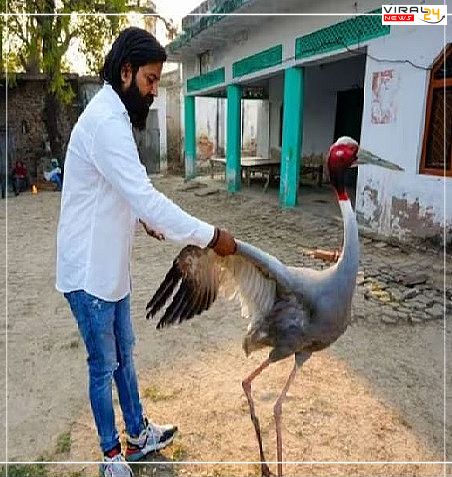 सारस पक्षी बर्दाश्त न कर सका आरिफ से दूर होने का दर्द और उड़ा विहार से 