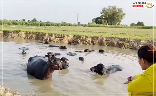 सपना चौधरी अपने पति वीर के साथ तालाब में भैंसों को नहलाने पहुंची।-image-64341736e3daa