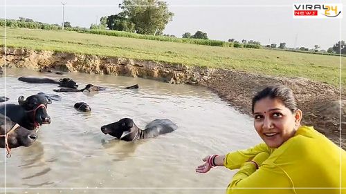 सपना चौधरी अपने पति वीर के साथ तालाब में भैंसों को नहलाने पहुंची।-image-64341736e3daa