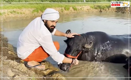 सपना चौधरी अपने पति वीर के साथ तालाब में भैंसों को नहलाने पहुंची।-image-64341736e3daa