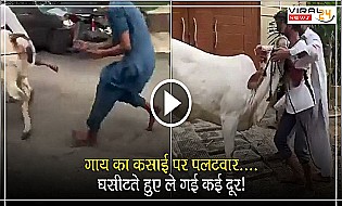 गाय ने कीया कसाई पर पलटवार, घसीटते हुए ले गई कई दूर ... ! देखें  वायरल विडियो में