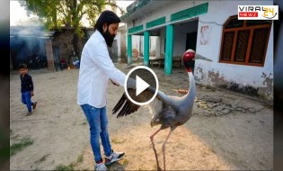 सारस पक्षी बर्दाश्त न कर सका आरिफ से दूर होने का दर्द और उड़ा विहार से "बी सैया" न्यूज़ हुई काफी वायरल